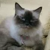 miswanodolsoup