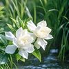 chitchi385