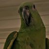 BeakBuddy