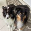 sheltielove2