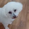 karentyrer