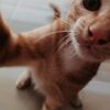 bluevp_kr