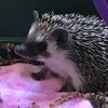 joy_the_hedgehog_