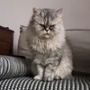 jifeux