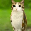 meowl_officia