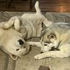 justsomehuskies