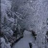 snowysecret985