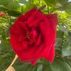 elxan_seylan