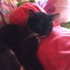 kittenfarmer2172012
