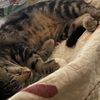 jessenia85_