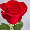 user4492451452162