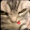 strawberry_dutchmill1