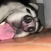 thegreatduke12