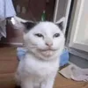 ifeswtvie