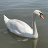 petkovicc_1701