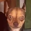 gnomehaunter8000
