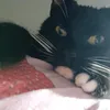 laurafrannie