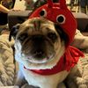 molly_macy