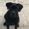 _sky_canecorso_
