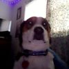 everyone_loves_pickles1