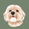 montythecavapoo