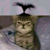 jodohnya_k4mu