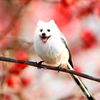 flying_doge