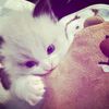 welwel.2404_