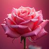 meshan9700feroz