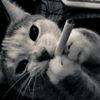 shsiirjejw