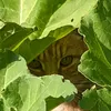 non_cat_people_dni