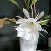 dyog075uambv