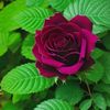 user42800336