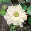 vanlydochanh_70tn