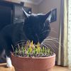growingmush
