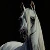 horselovers911