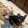 breakfastbunch1