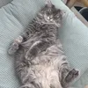 choukkiii