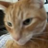 milothecat2639