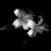 amna._123