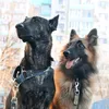 flora_malinois