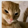 joe_doge1