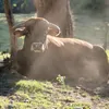fermetastet