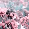 vxnilla.bee1