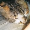 biochemicat