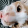 ptiprhni