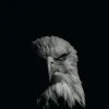 hama_zahir7