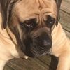 maddanthony10