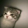 nikiirfan123