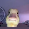 kevxn_mclr